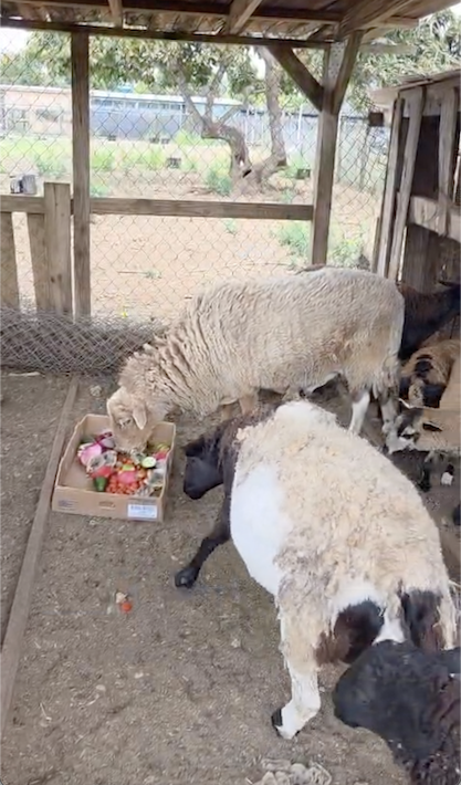 Animals enjoying rescued surplus food
