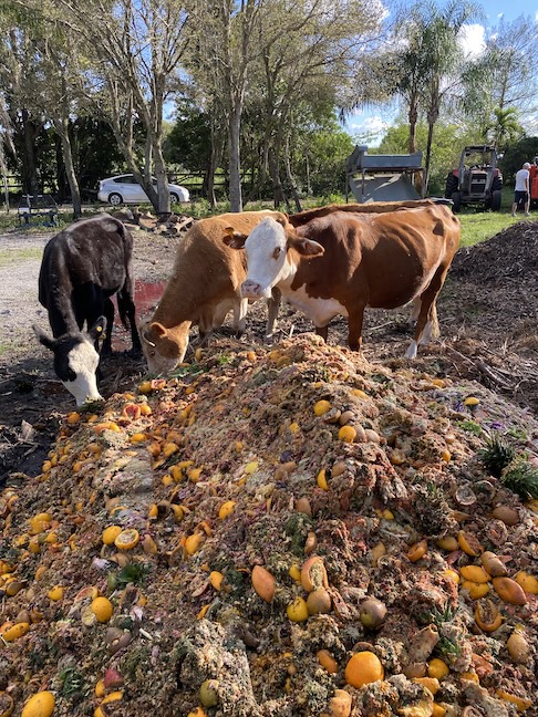 Cows being fed rescued food