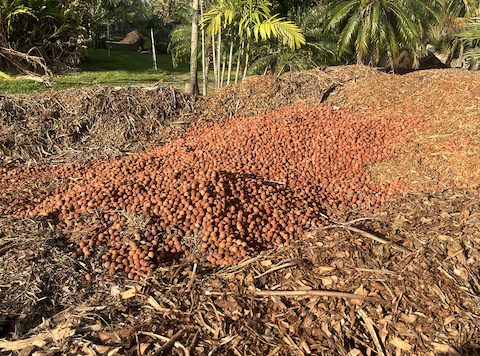 Lychees being composted and turned into soil