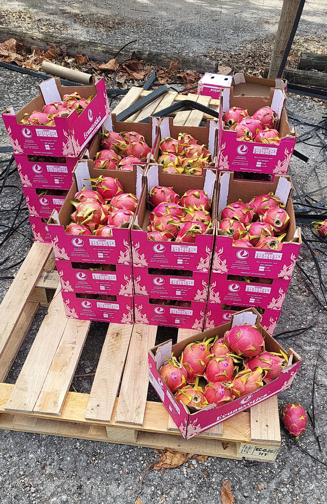 Surplus dragonfruit ready to be shared with people