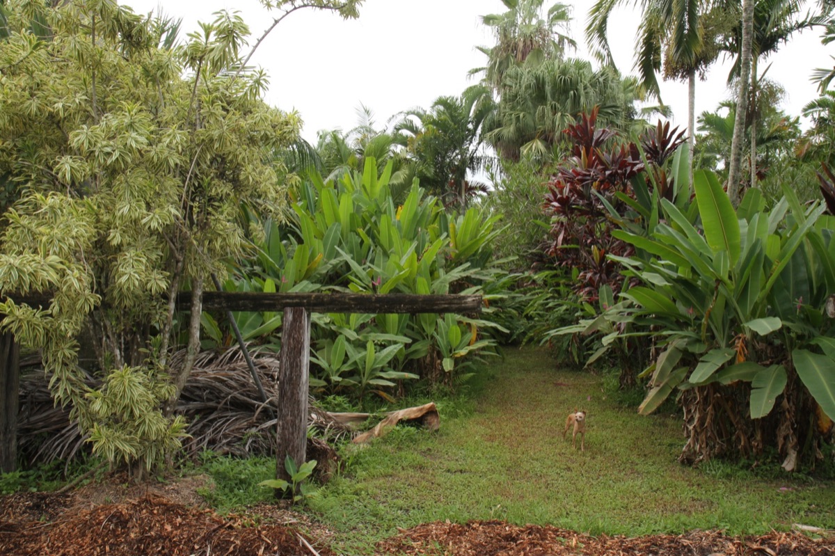 Tropical plants and trees at a farm nursery